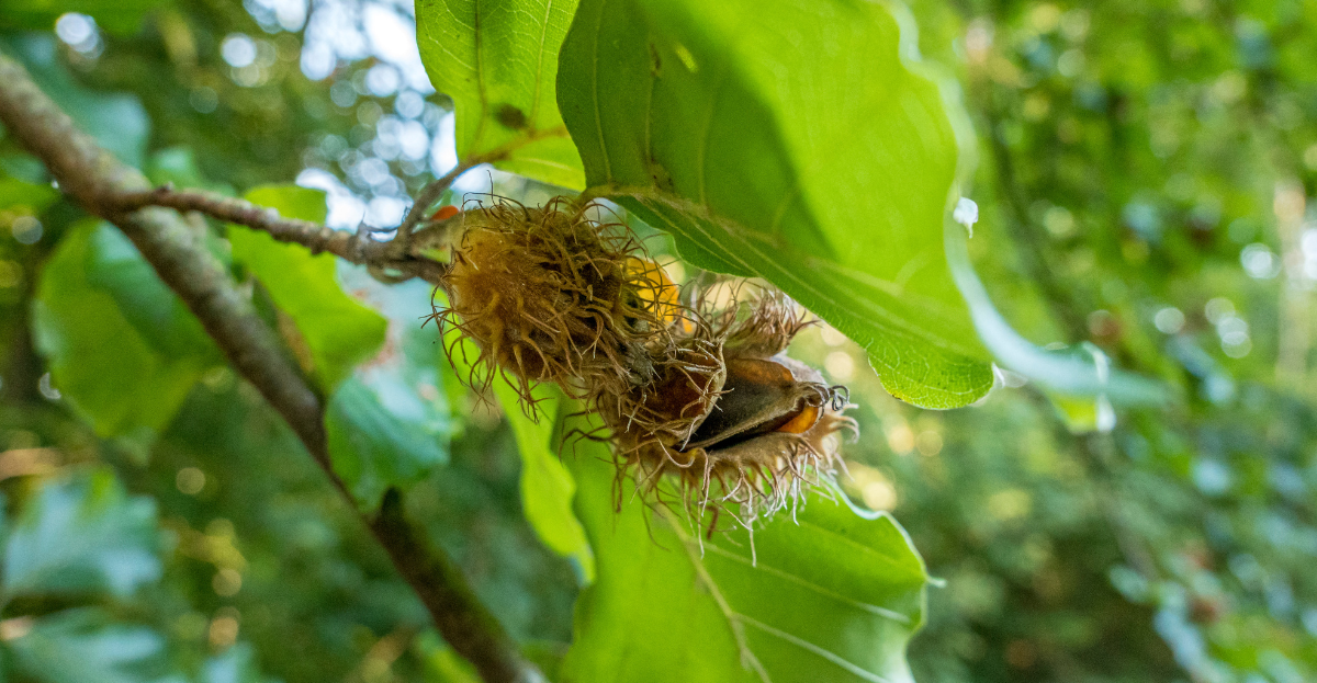 Beech Nuts